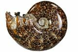 Polished, Agatized Ammonite (Cleoniceras) - Madagascar #110527-1